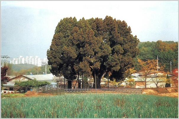sj-89.jpg